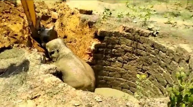 Спасатели разрушили колодец, чтобы вытащить слонёнка в Индии (Видео)