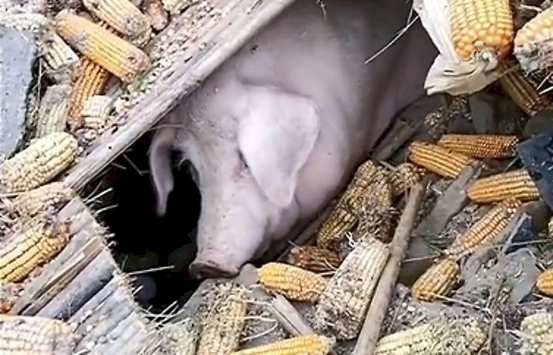 Свинья выжила, проведя 45 дней под завалами дома в Китае