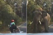 Велосипедист успел сбежать от агрессивного слона в тайском заповеднике ▶