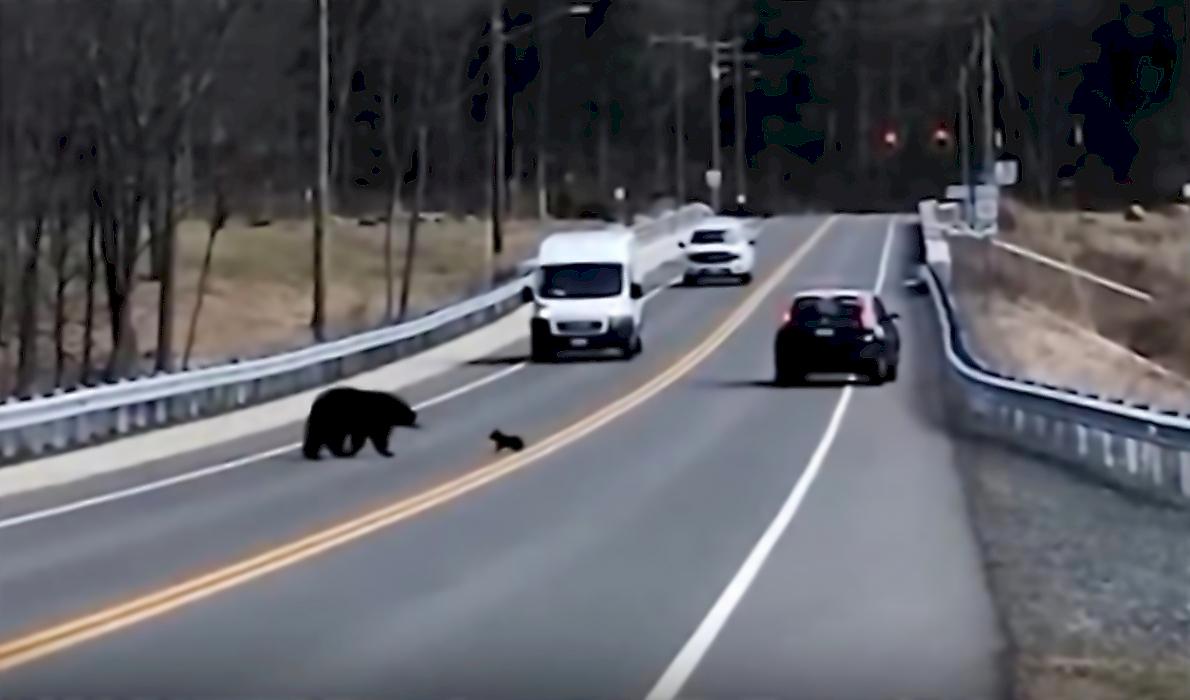 Велосипедист запечатлел медведицу, переводящую своего детёныша через автодорогу