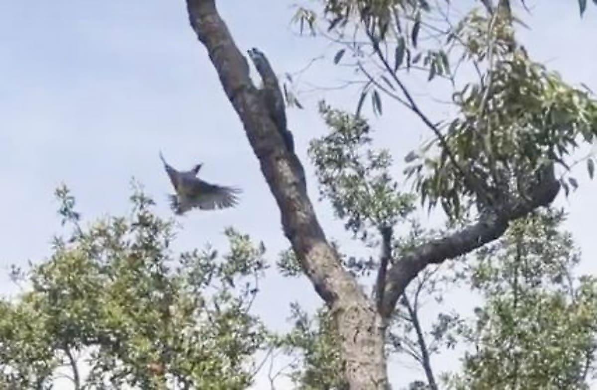 Бой варана с птицами попал на видео в Австралии