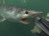 Дайвер, опустив руку с камерой в океан, запечатлел атаку самой быстрой акулы (Видео)