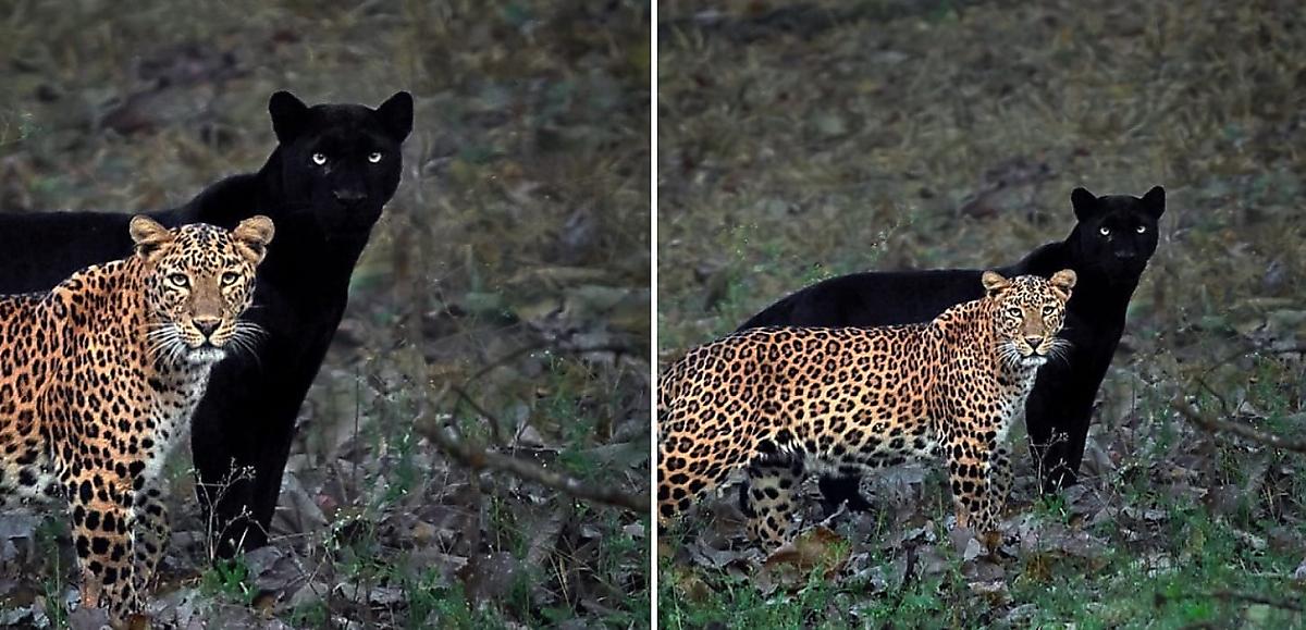 Фотограф снял леопардессу, находящуюся в «тени» своего спутника - самца пантеры
