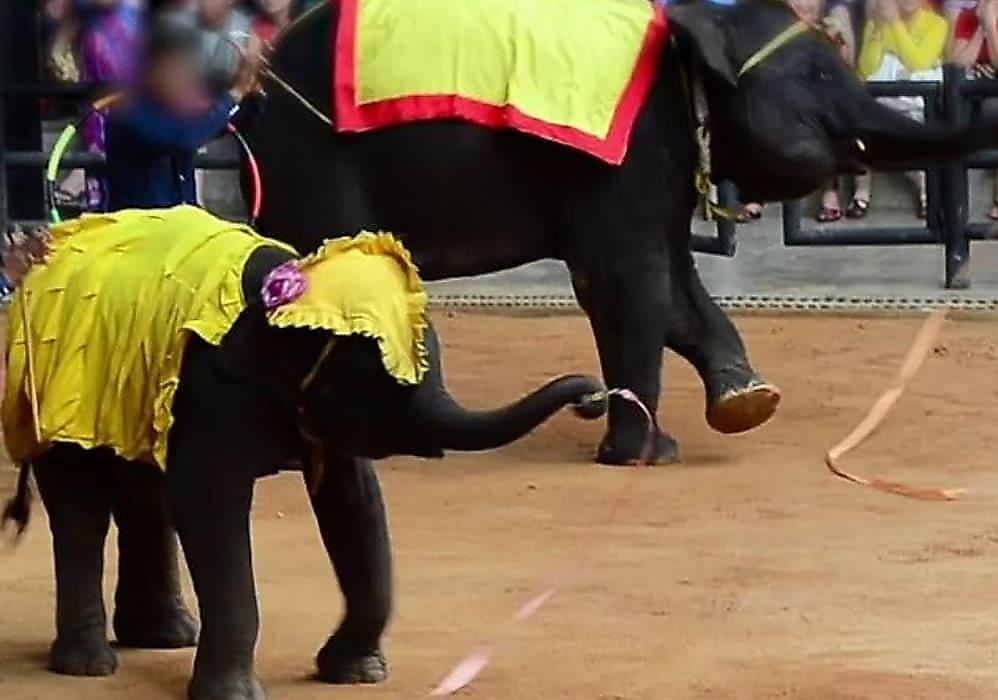 Кадры жестоких методов дрессировки слонов для туристов опубликовали зоозащитники