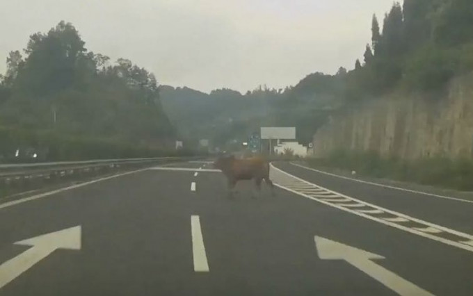 Корова, «подрезавшая» легковушку, совершив полёт, скрылась с места ДТП в Китае (Видео)