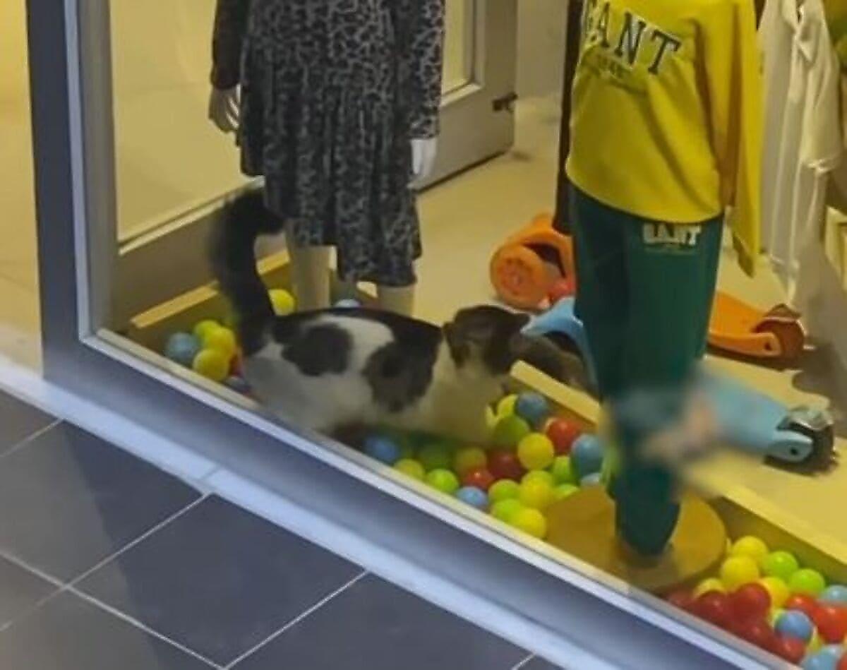 Кошка устроила забавную игру с шариками в витрине магазина