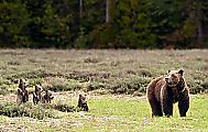 Медведица, родившая 17-го медвежонка, прославилась в американском заповеднике 4