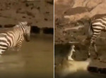 Очень везучая зебра покинула водоём и избежала пасти крокодила - видео