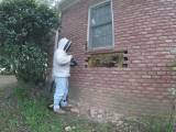 Пчелиный спасатель разобрал кирпичную стену жилища, чтобы ликвидировать «незаконный» улей (Видео) 3