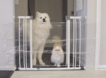 Пёс и кот были застигнуты врасплох неожиданным препятствием на своём пути