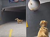 Собственное отражение в дорожном зеркале застало врасплох пса в Китае ▶