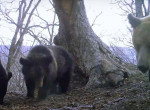 Игривые медвежата развернули фотоловушку и случайно запечатлели хищников в лесу