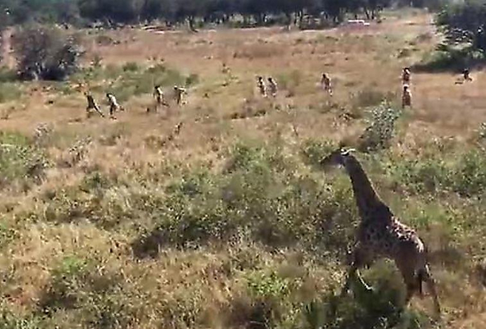 Жираф попытался убежать от работников африканского заповедника ▶