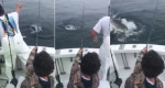 Акула отобрала улов у американского семейства (Видео)