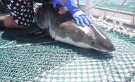 Акула утащила соплеменницу, пойманную американскими исследователями 3
