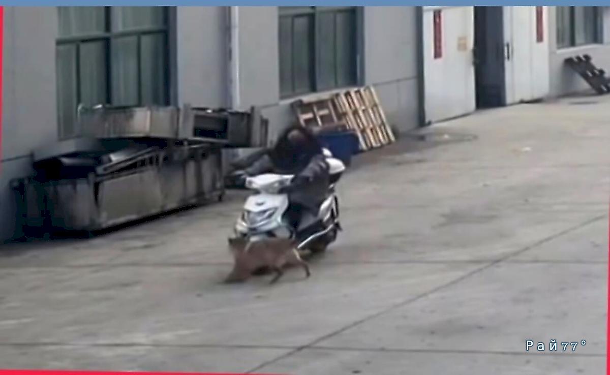 Четвероногий агрессор вынужден был просить помощи у сбитой им скутеристки ▶️