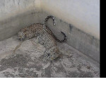 Двоих леопардов, упавших в колодец, спасли в Индии ▶