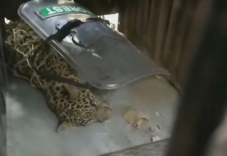 Леопард посеял панику в индийской деревне ▶