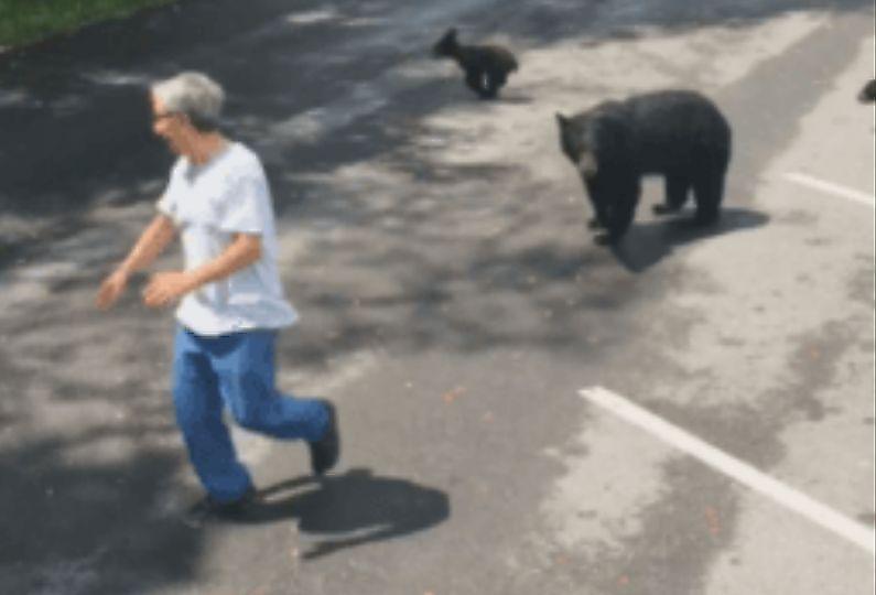 Медведица предостерегла туриста, дразнившего её детёнышей ▶