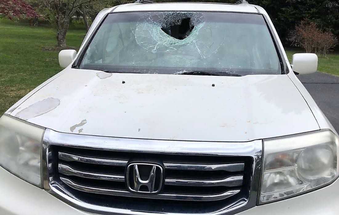 Медведица, застрявшая в автомобиле, пробила лобовое стекло и попала на видео в США