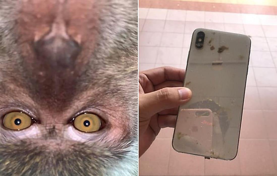 Примат сделал кучу селфи на похищенный телефон и рассекретил свою личность