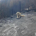Пёс, переживший лесной пожар, спустя месяц был обнаружен охраняющим сгоревший дом