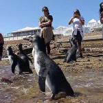 Шесть спасённых пингвинят выпустили на пляже в Южной Африке (Видео)