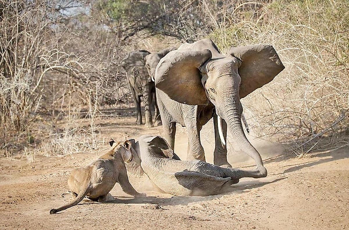 Слониха отбила своего детёныша у голодных львиц в Зимбабве