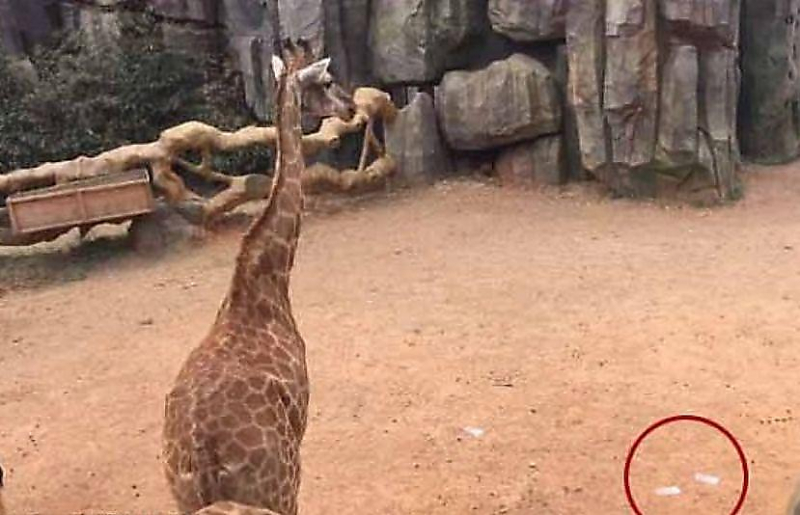 Богатый посетитель покормил деньгами жирафов в китайском зоопарке ▶