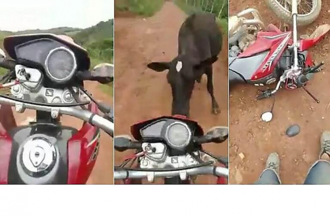 Бык преградил дорогу мотоциклисту в Бразилии