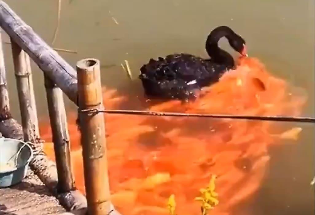 Чёрный лебедь, путешествующий по водоёму со своей «паствой», привлёк внимание туриста - видео