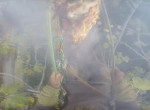 Французский лесоруб случайно поджог пальму, на которой сидел ▶