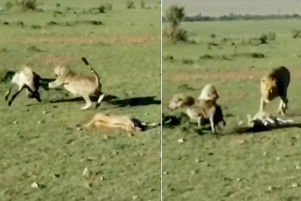 Гиены уступили льву отбитую у гепардов добычу: видео
