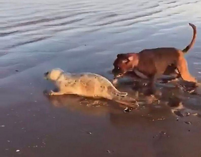 Хозяйка собаки не стала мешать своему питомцу преследовать тюленёнка на побережье в Британии ▶