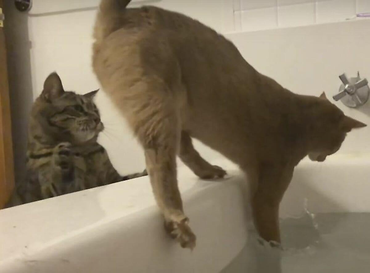 Коварный кот скинул своего соплеменника в ванну к хозяйке