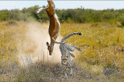 Леопард на лету поймал антилопу в африканском парке (Видео) 0