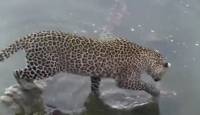 Леопард сменил рацион питания и поймал сома на глазах у удивлённых туристов в африканском заповеднике (Видео)