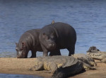 Молодые бегемоты не испугались нильских крокодилов, оккупировавших берег