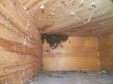 Пчелиный спасатель разобрал кирпичную стену жилища, чтобы ликвидировать «незаконный» улей (Видео) 7