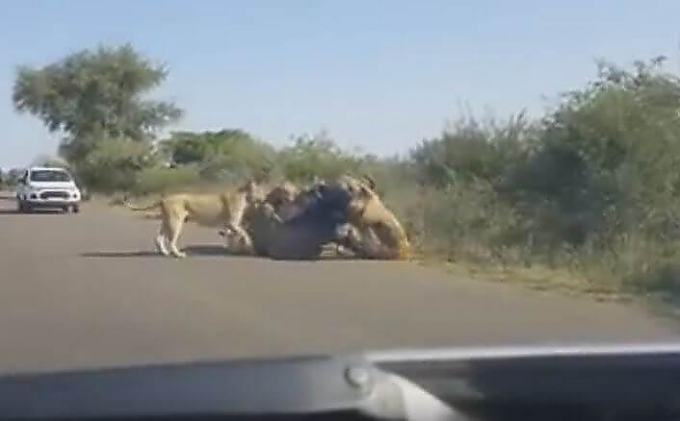 Четыре львицы задрали буйвола и перегородили дорогу в африканском заповеднике (Видео)