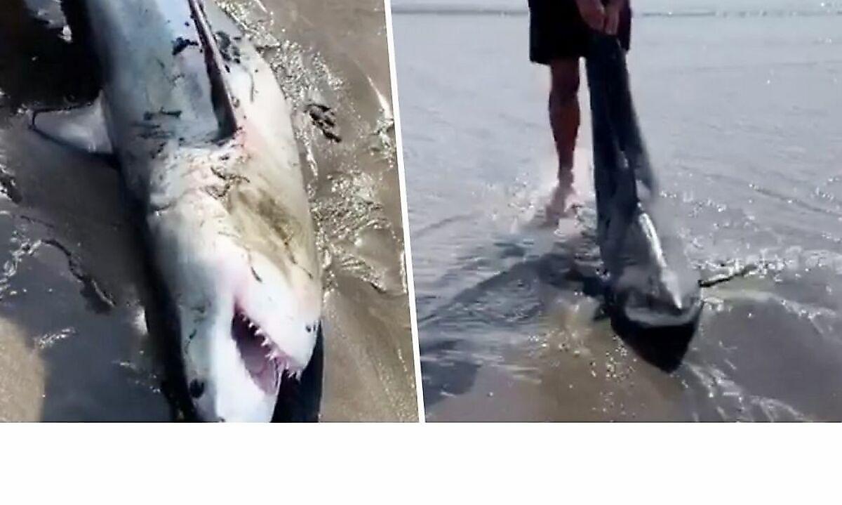 Рыбак спас запутавшуюся в снастях бездыханную акулу на пляже в Новой Зеландии