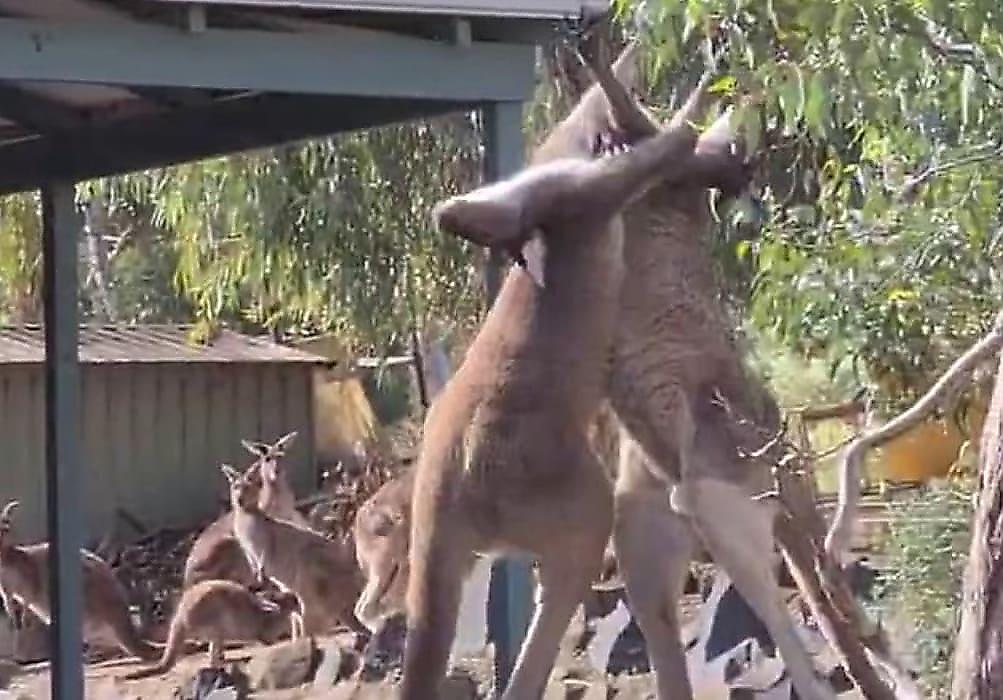 Самцы кенгуру устроили мордобой возле паба, на глазах у своих соплеменников - видео