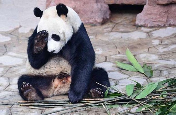 Самка панды спустя четыре года была признана самцом в китайском зоопарке