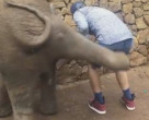 Слонёнок, не желая участвовать в фотосессии, дал пинка назойливому туристу (Видео)