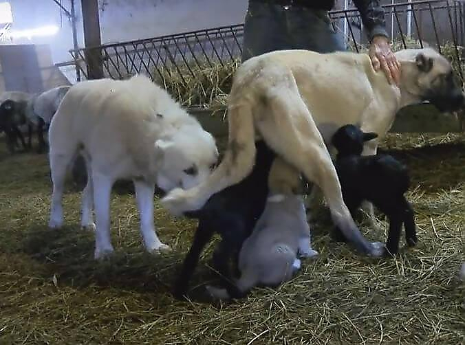 Собака, родившая пятерых щенков, взяла на прокорм двух ягнят в Турции (Видео)