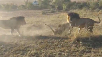 Три льва устроили схватку за территорию в кенийском заповеднике ▶