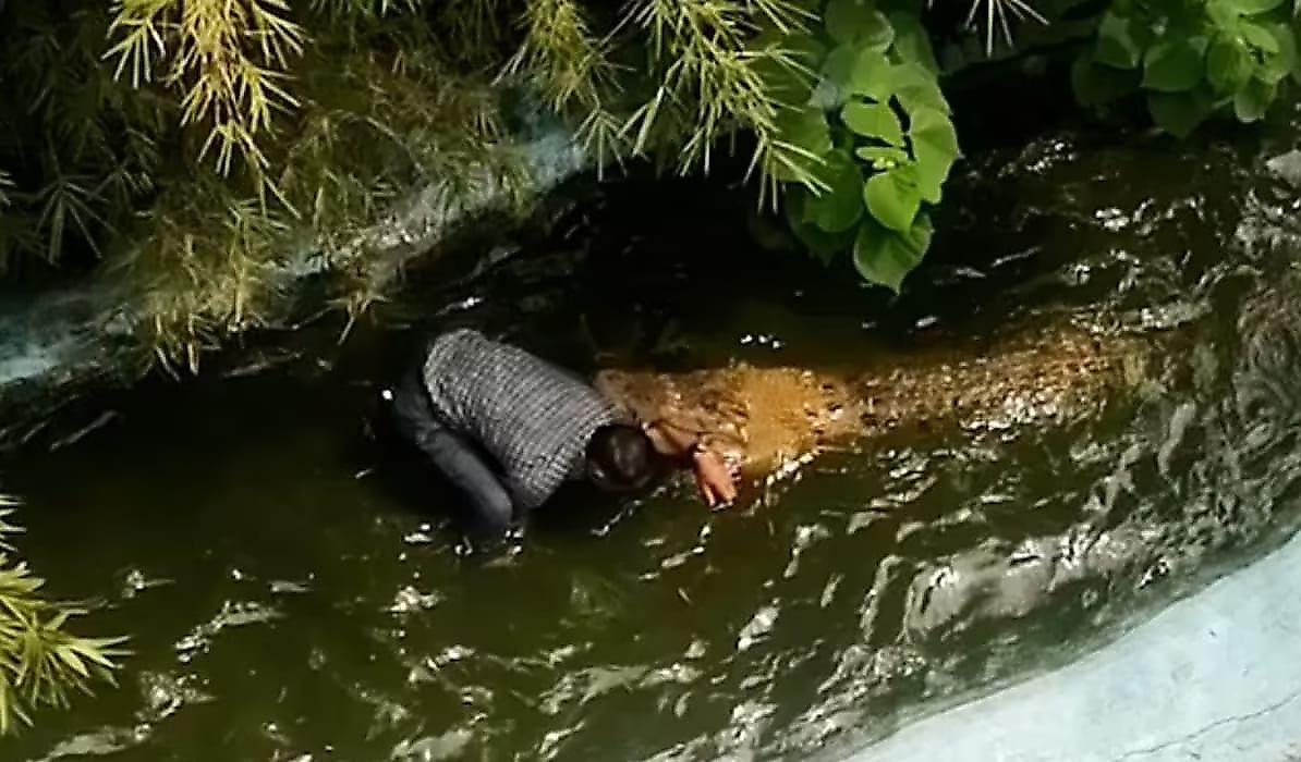 Турист, перепутавший крокодила с муляжом, чудом спасся от разъярённой рептилии