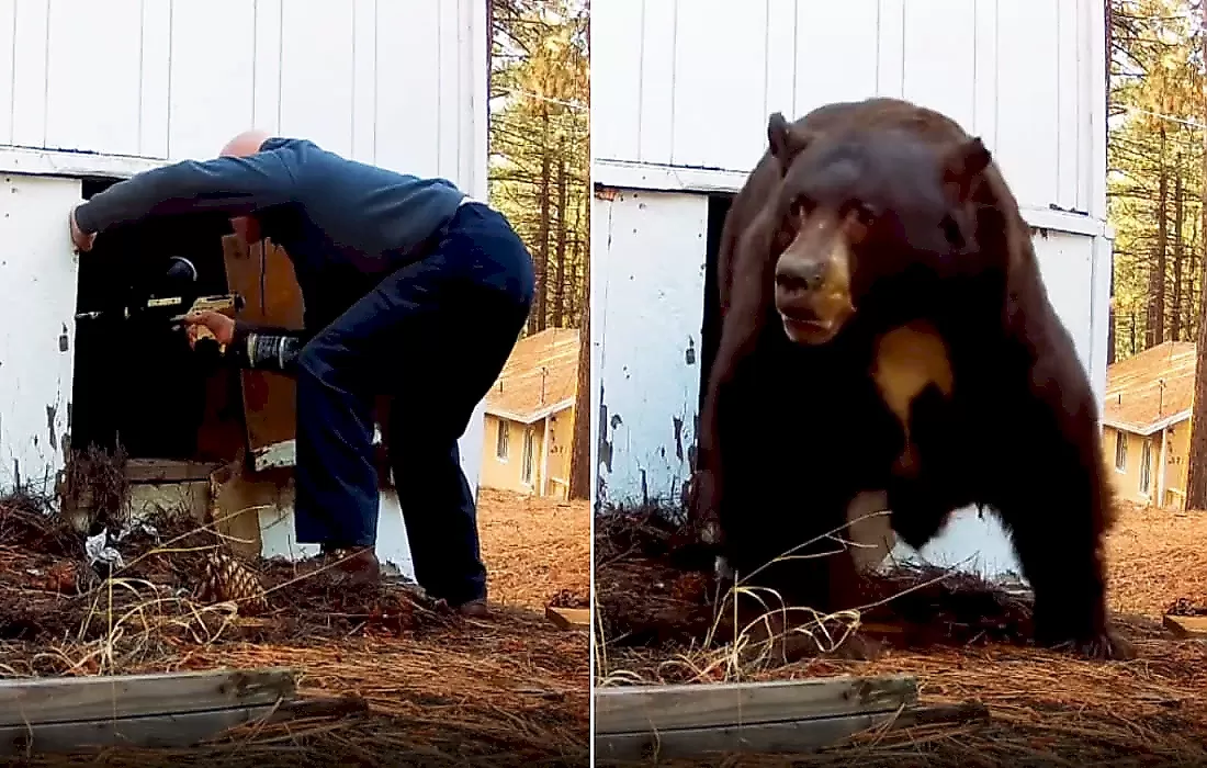 Зоозащитник расстрелял из ружья для пейнтбола занявшего подвал медведя: видео