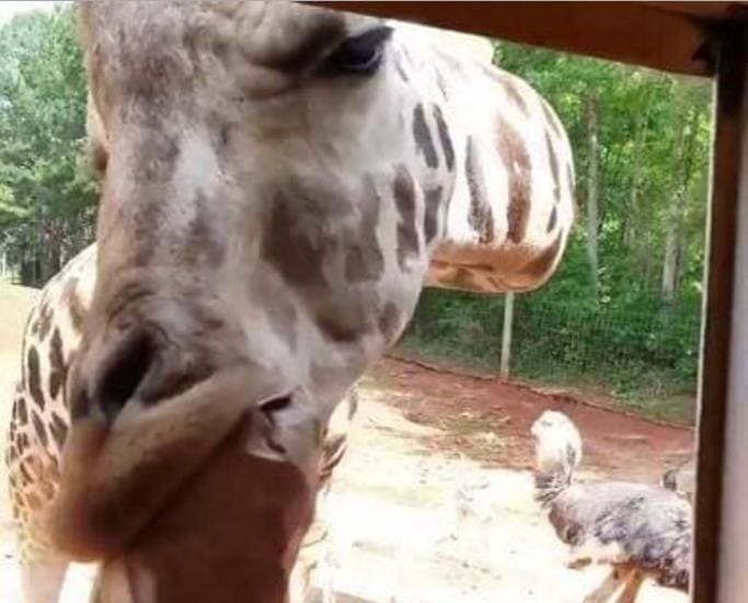 Жираф ограбил туристов в американском сафари - парке (Видео)