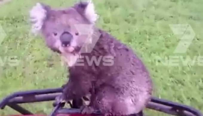 Австралиец подвёз до фермы, спасённую им от собаки коалу. (Видео)